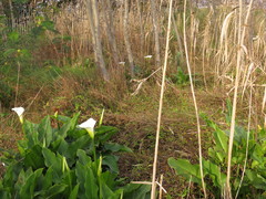 Commelina diffusa diffusa