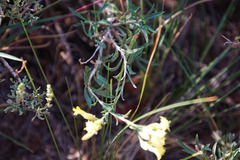 Chrysothamnus depressus