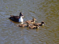 Anas platyrhynchos domesticus