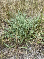 Oxytropis microphylla
