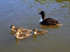 Anas platyrhynchos domesticus