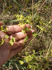 Euphorbia glareosa