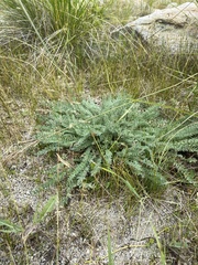 Oxytropis microphylla