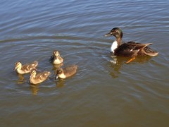 Anas platyrhynchos domesticus