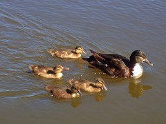 Anas platyrhynchos domesticus