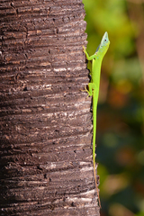 Anolis callainus