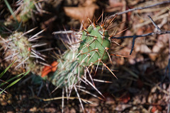 Opuntia fragilis