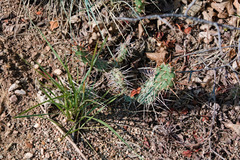 Opuntia fragilis