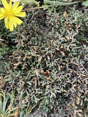 Selaginella sanguinolenta
