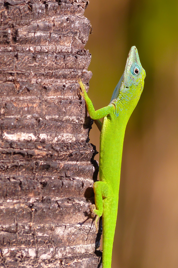 Dominican Green Anole