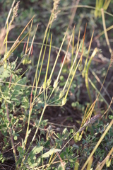 Erodium hoefftianum