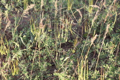 Erodium hoefftianum