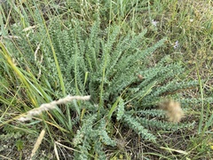 Oxytropis microphylla