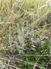 Cymbaria daurica