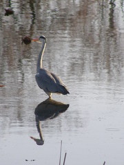 Ardea cinerea