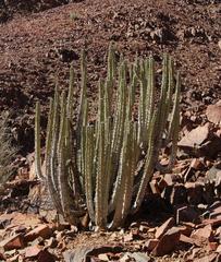 Euphorbia virosa