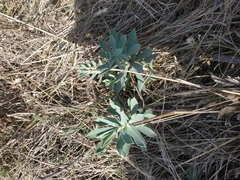 Euphorbia glareosa