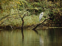 Ardea cinerea