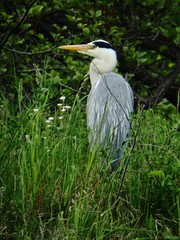 Ardea cinerea