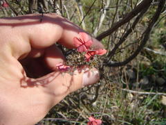 Indigofera sp12