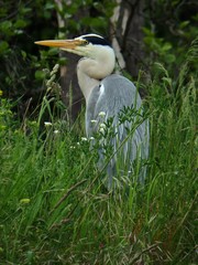 Ardea cinerea