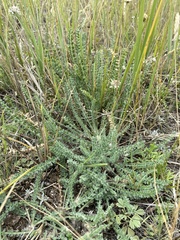 Oxytropis microphylla