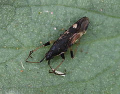 Dieuches armatipes