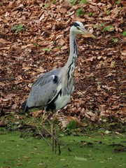 Ardea cinerea