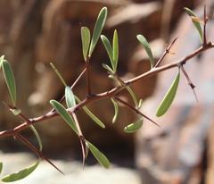 Gymnosporia gariepensis