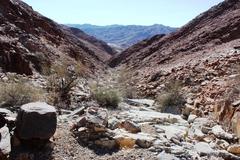 Gymnosporia gariepensis