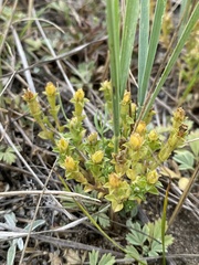 Gentiana squarrosa