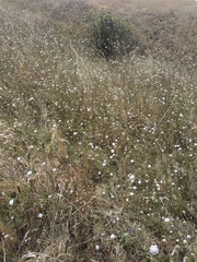 Cephalaria transsylvanica