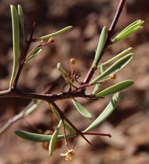 Gymnosporia gariepensis
