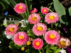 Bellis perennis