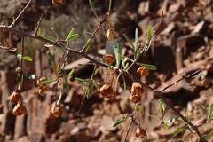 Gymnosporia gariepensis