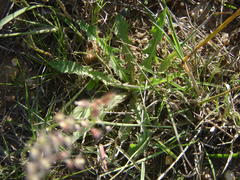Lactuca inermis