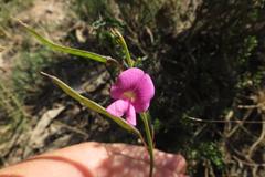 Tephrosia capensis capensis