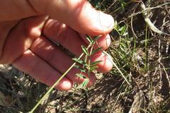 Tephrosia capensis capensis