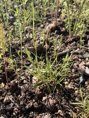 Muhlenbergia brevis