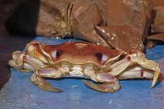 Ovalipes trimaculatus