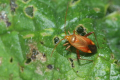 Adelphocoris ticinensis