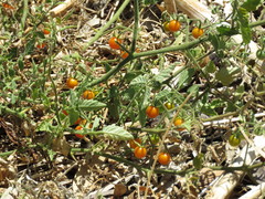 Solanum lycopersicum cerasiforme