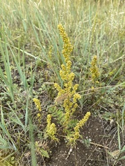 Artemisia palustris