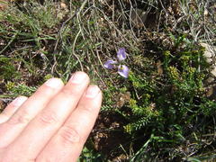 Moraea fergusoniae