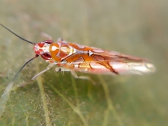 Neocoelidiinae