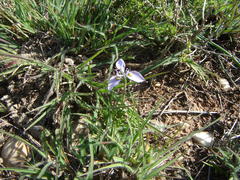 Moraea fergusoniae