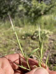 Muhlenbergia brevis