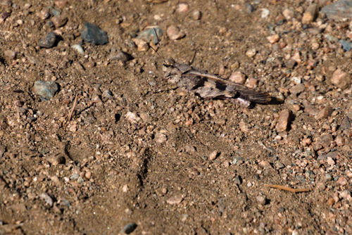 Masked Grasshopper photo 2