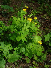 Chelidonium majus