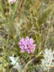 Allium bidentatum